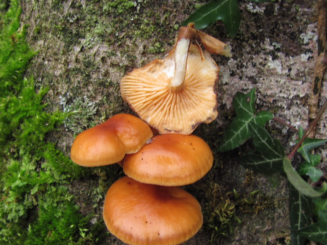 Flammulina velutipes