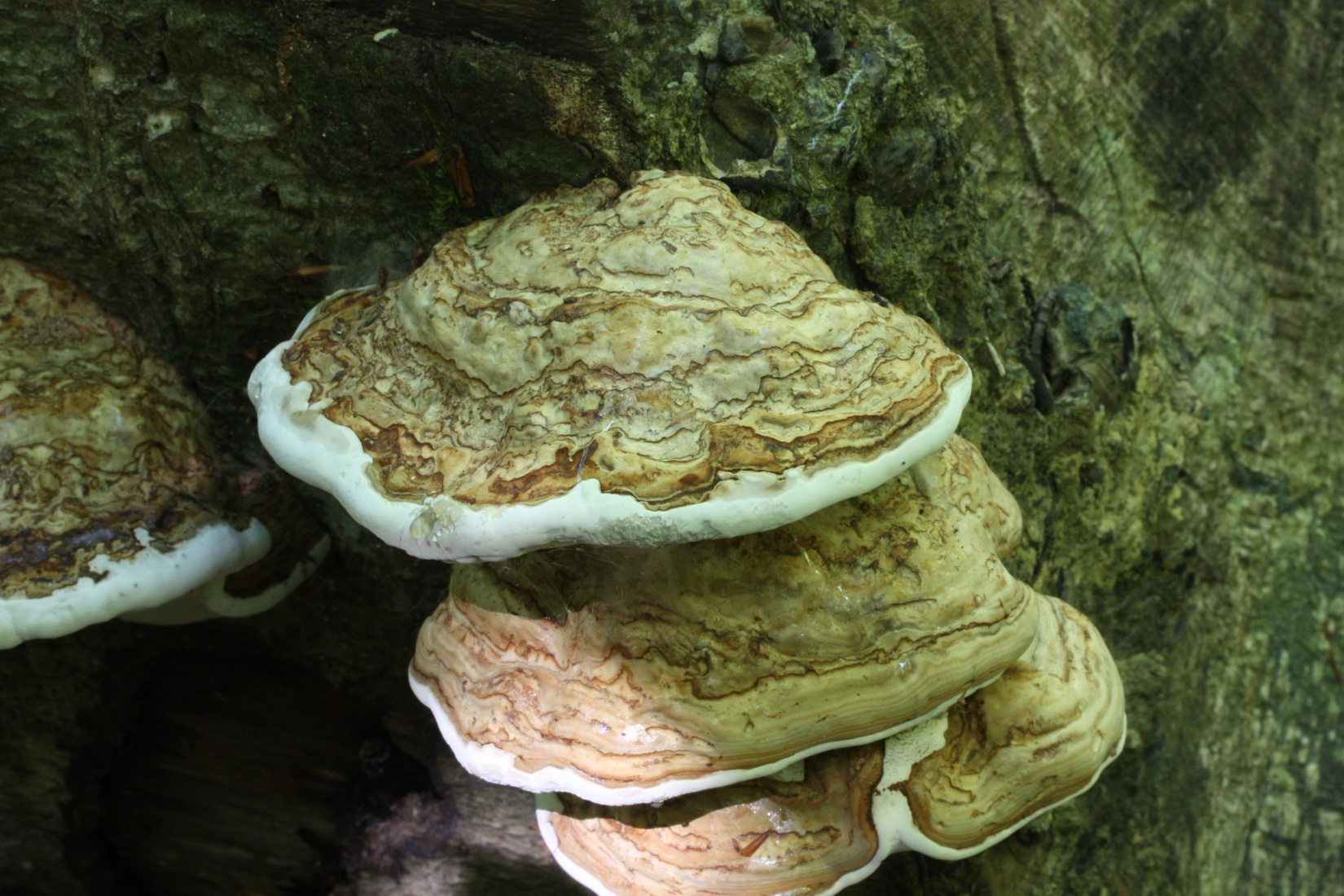 Fomes fomentarius