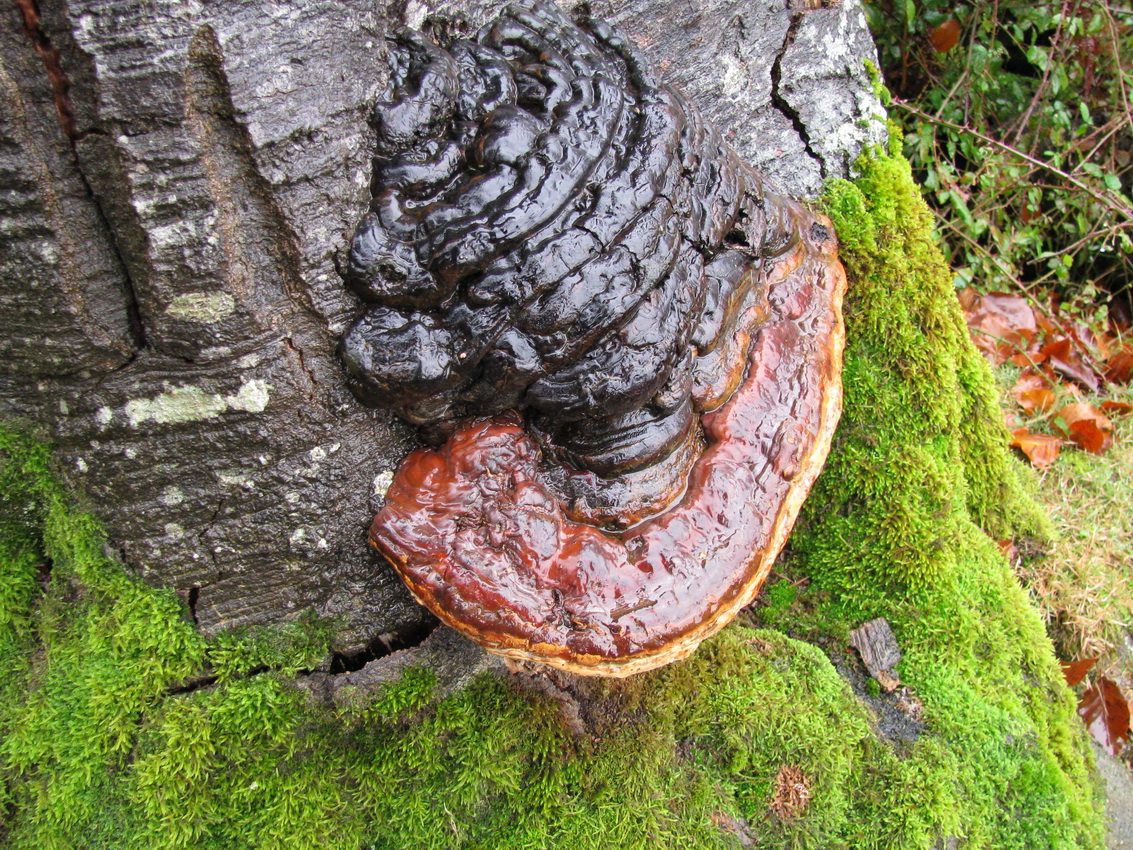 Fomitopsis pinicola