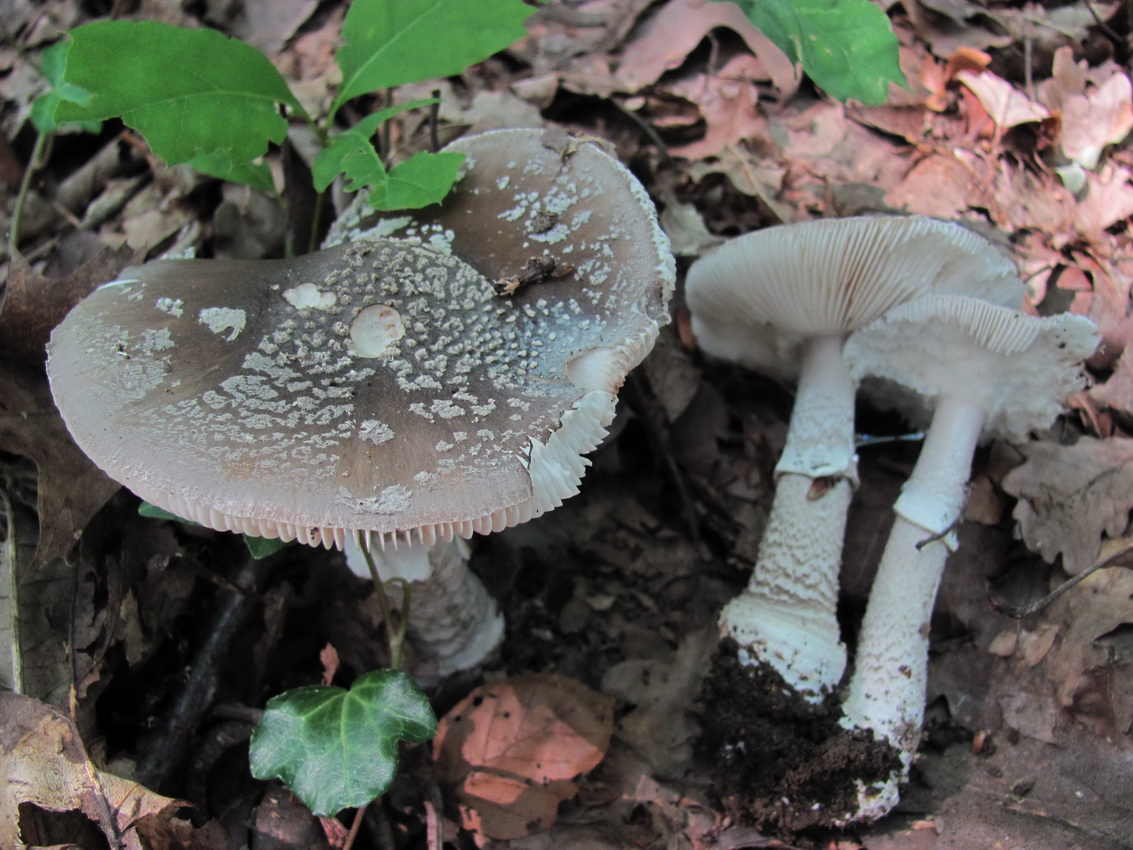 Amanita excelsa var_spissa