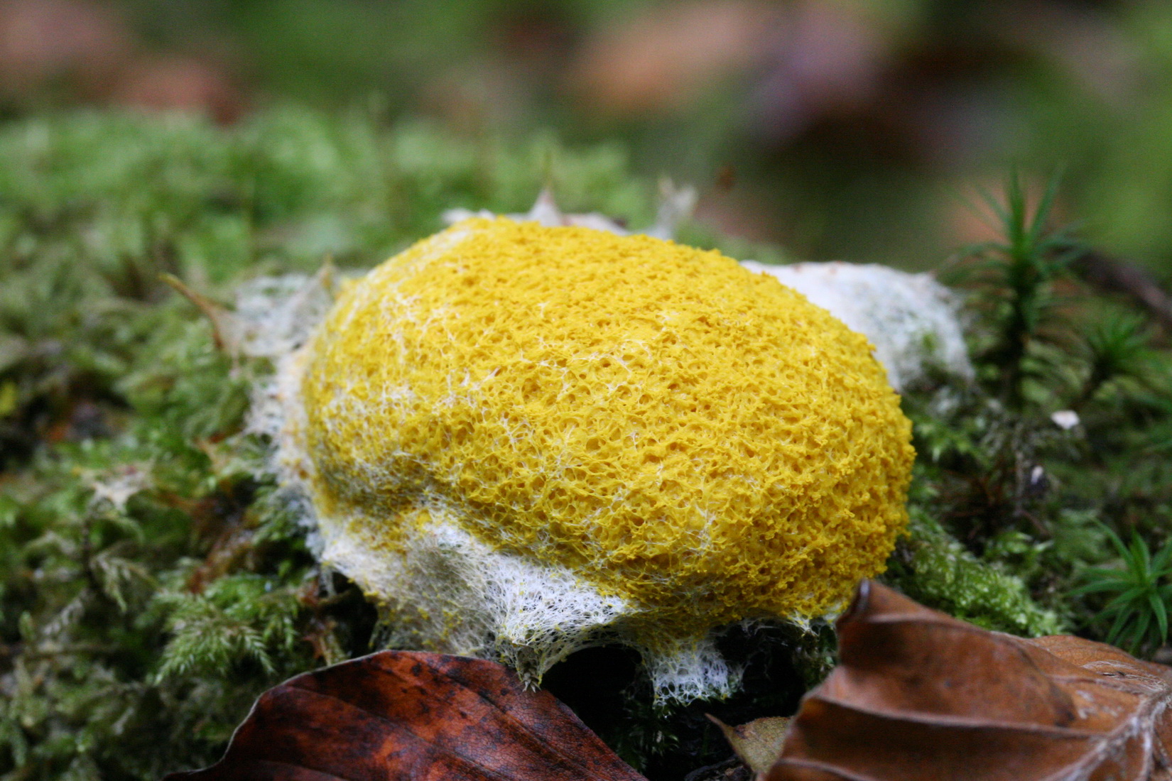 Fuligo septica
