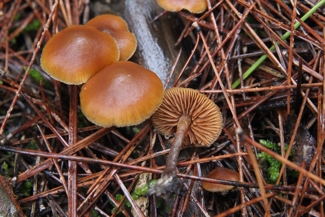 Galerina badipes