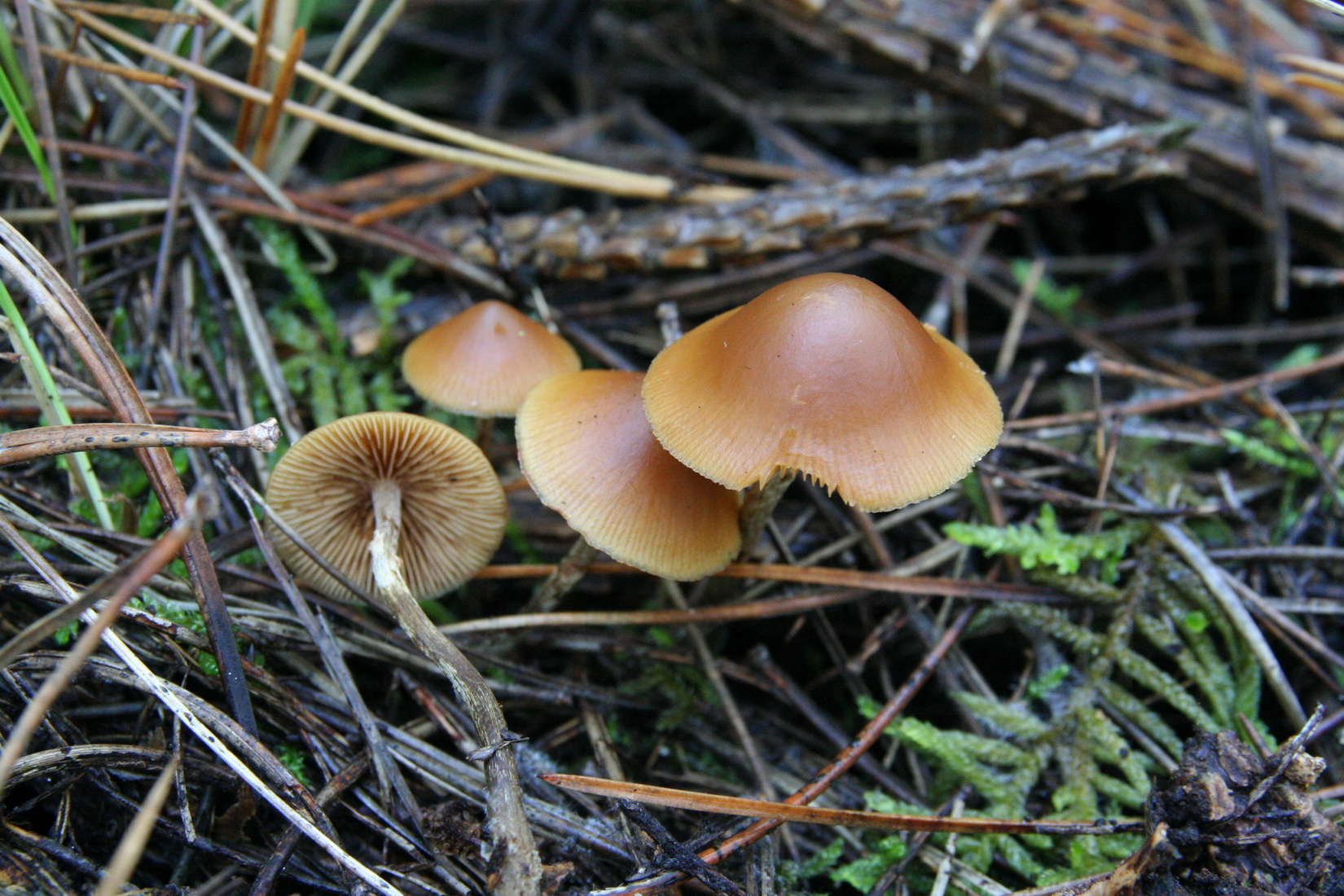 Galerina marginata