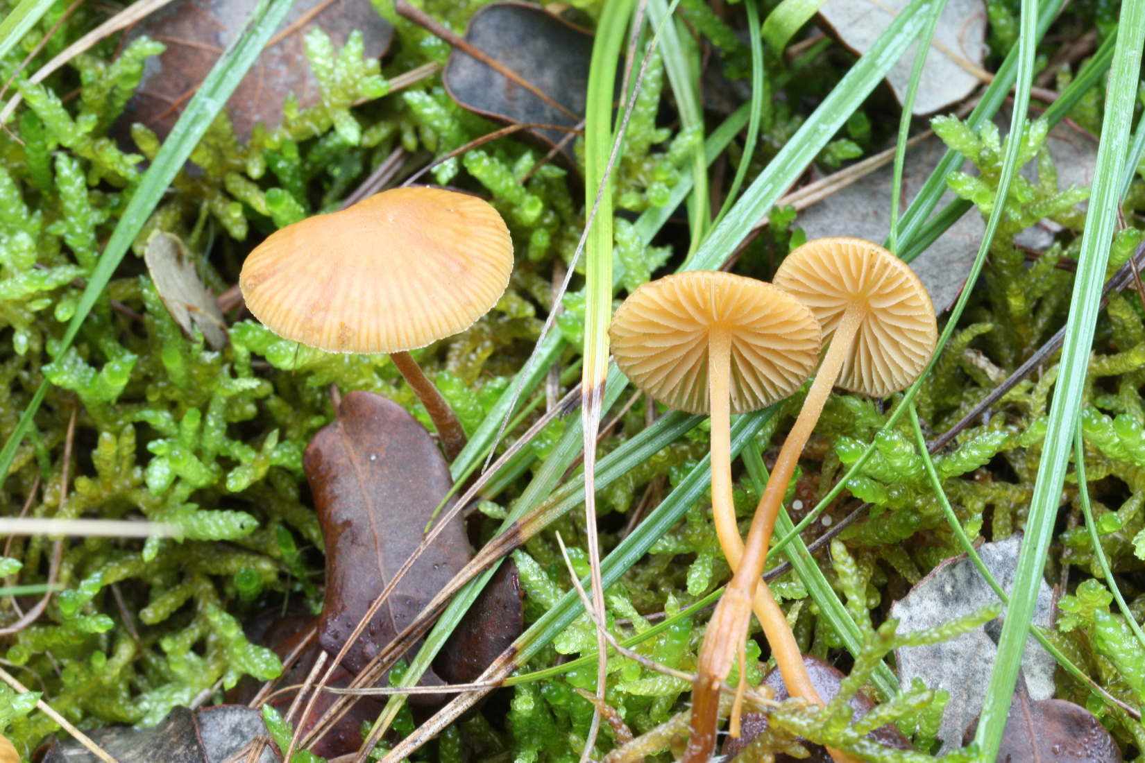 Galerina vittiformis