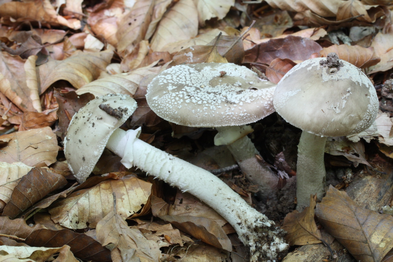 Amanita excelsa