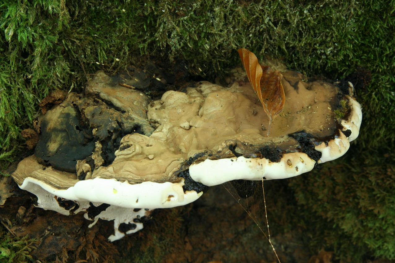 Ganoderma applanatum