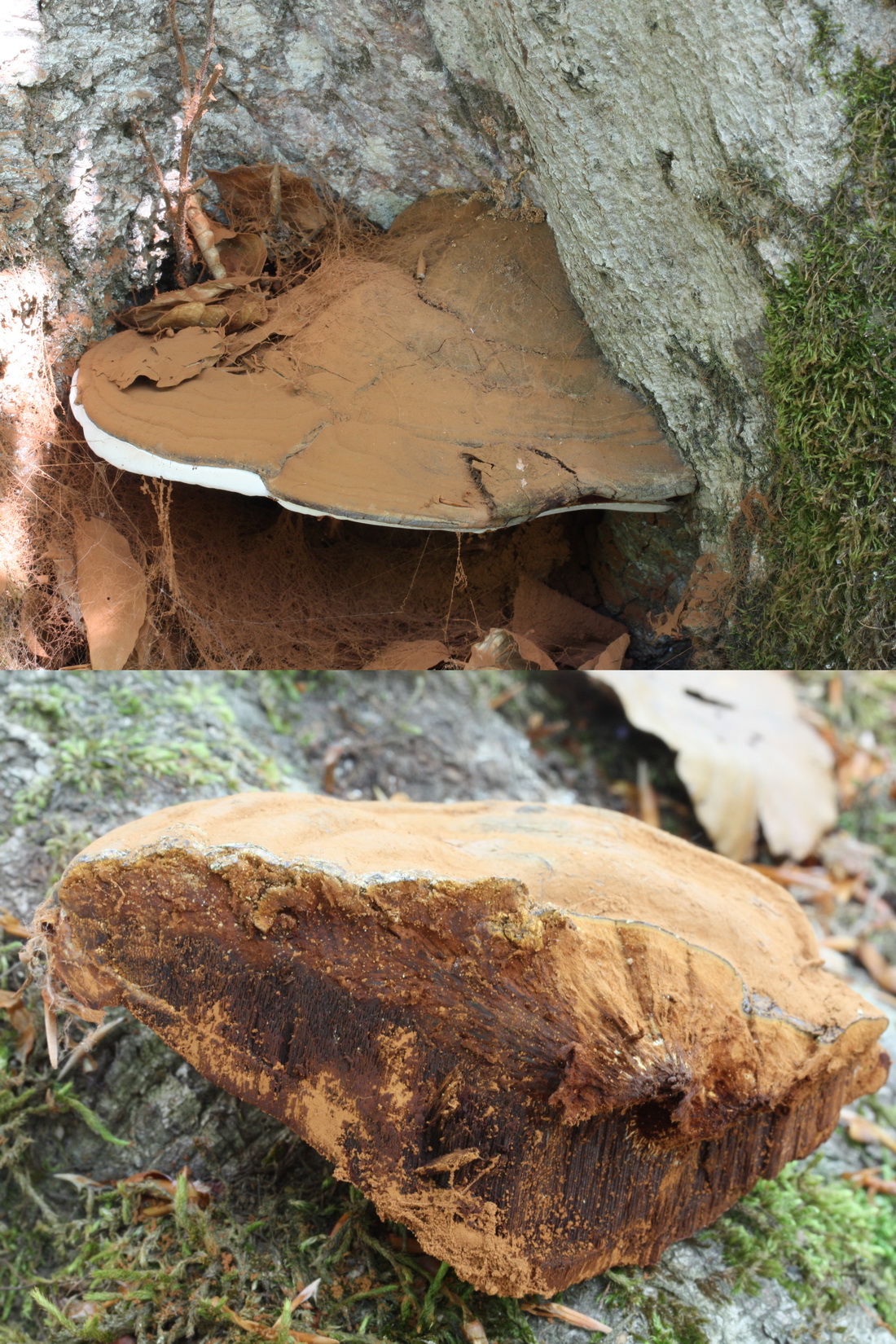 Ganoderma adspersum