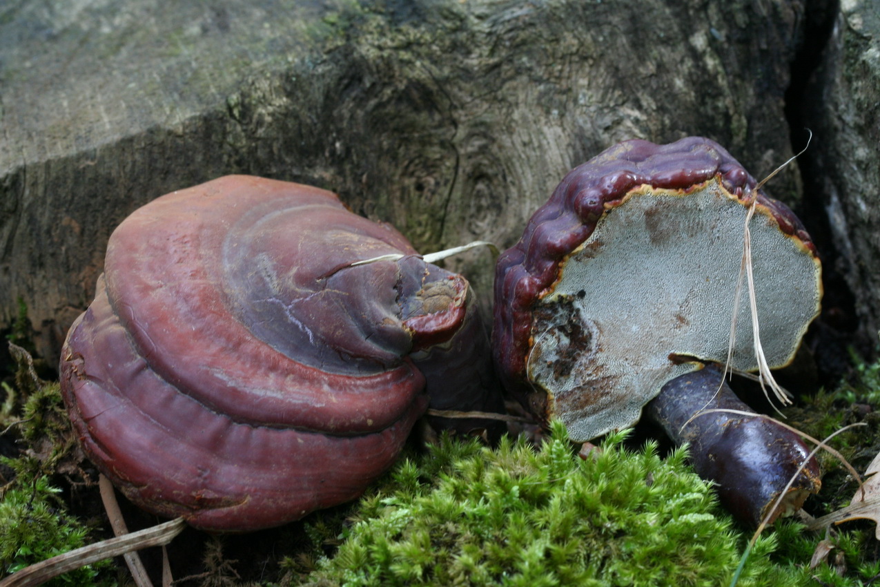 Ganoderma lucidum