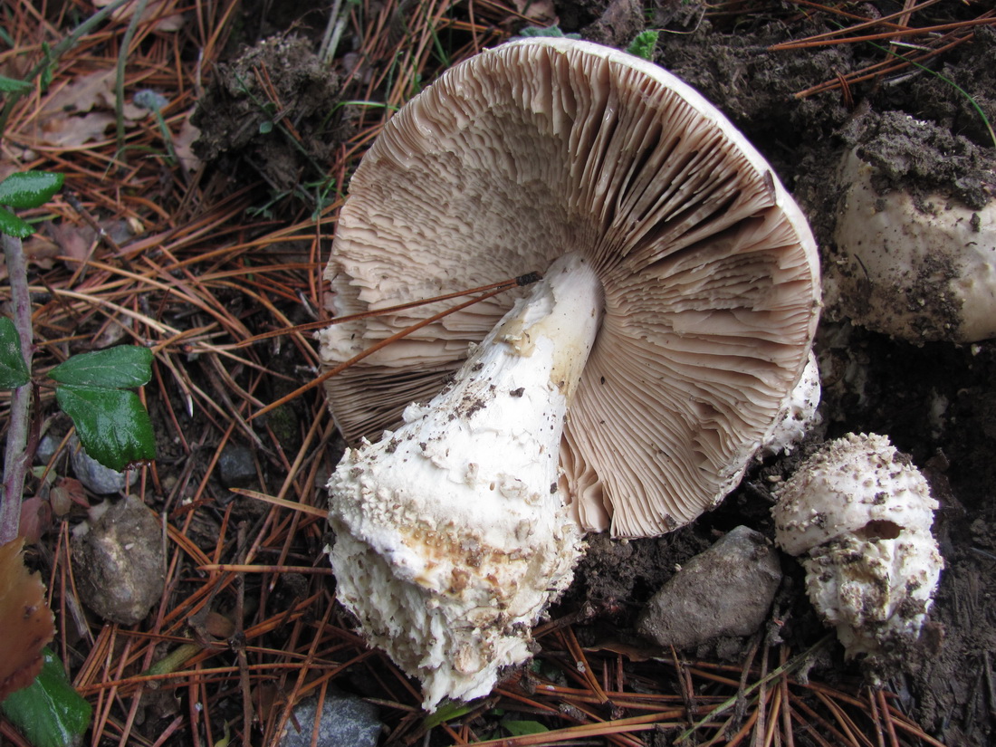 Amanita strobiliformis