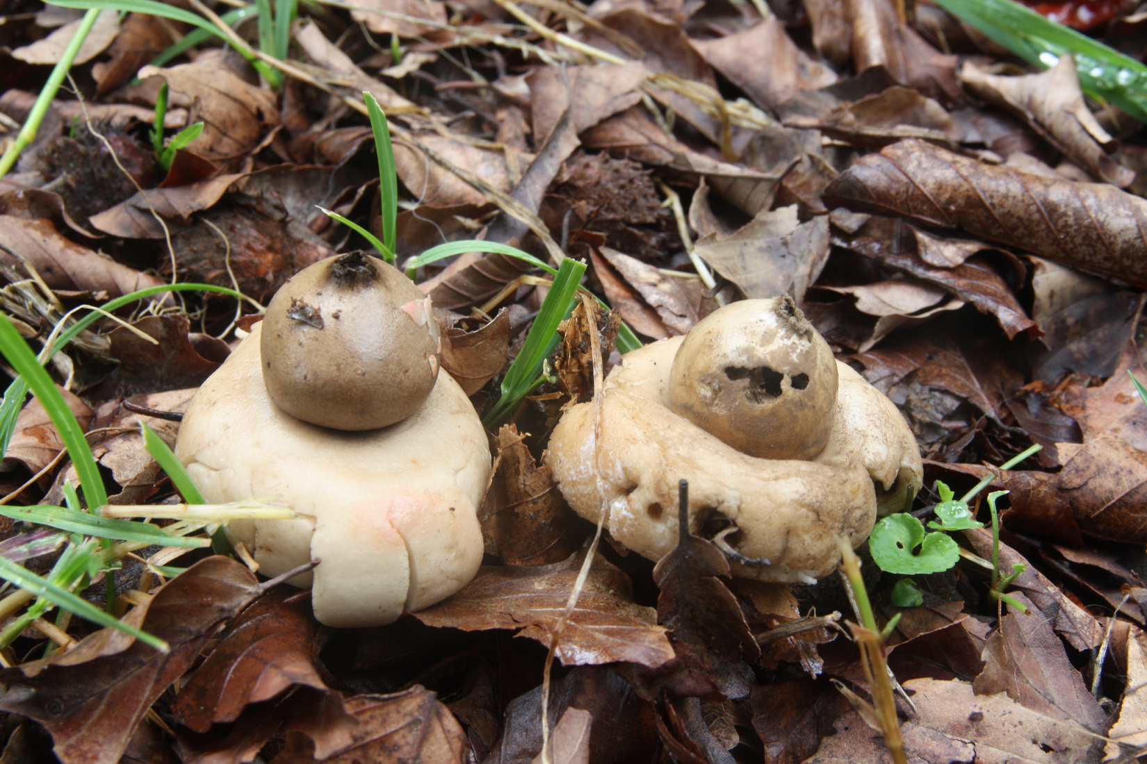 Geastrum fimbriatum