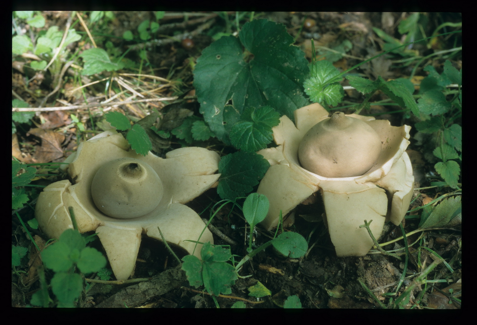 Geastrum triplex