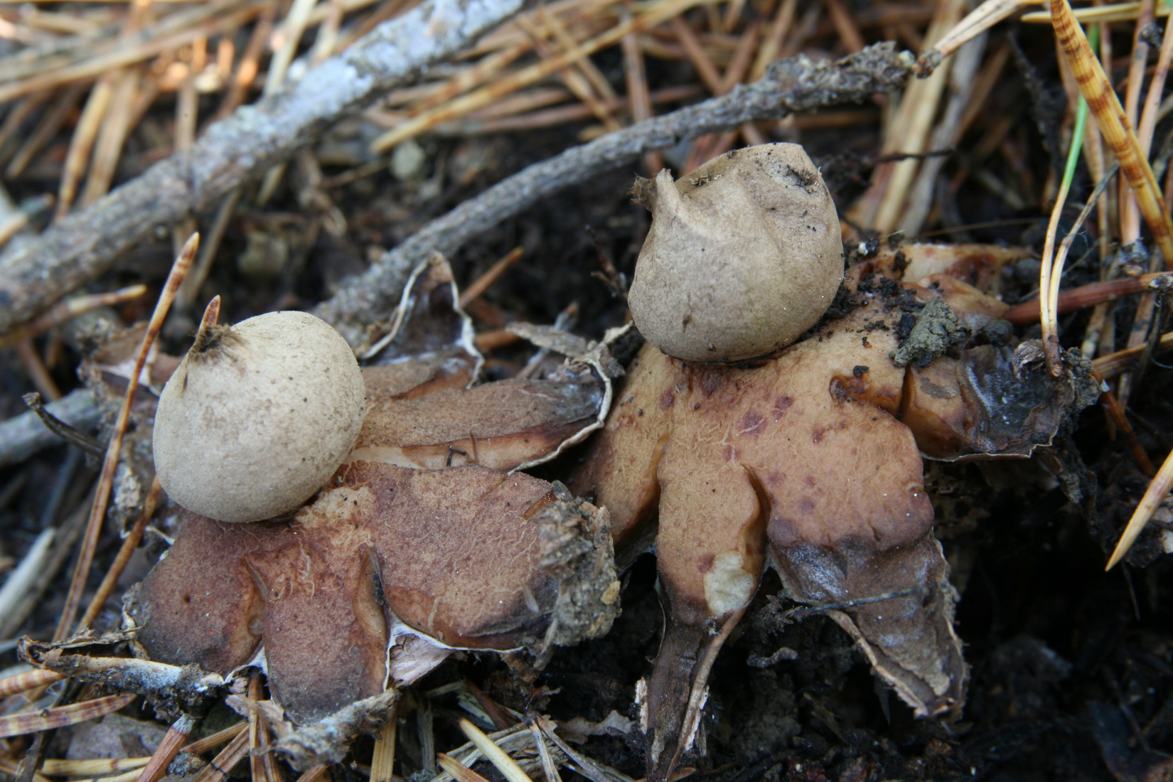 Geastrum rufescens