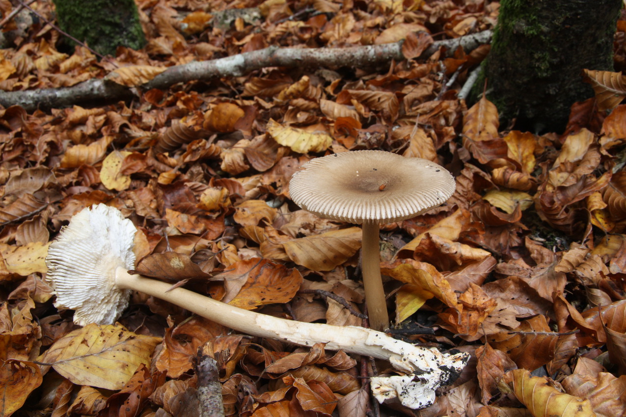 Amanita battarrae