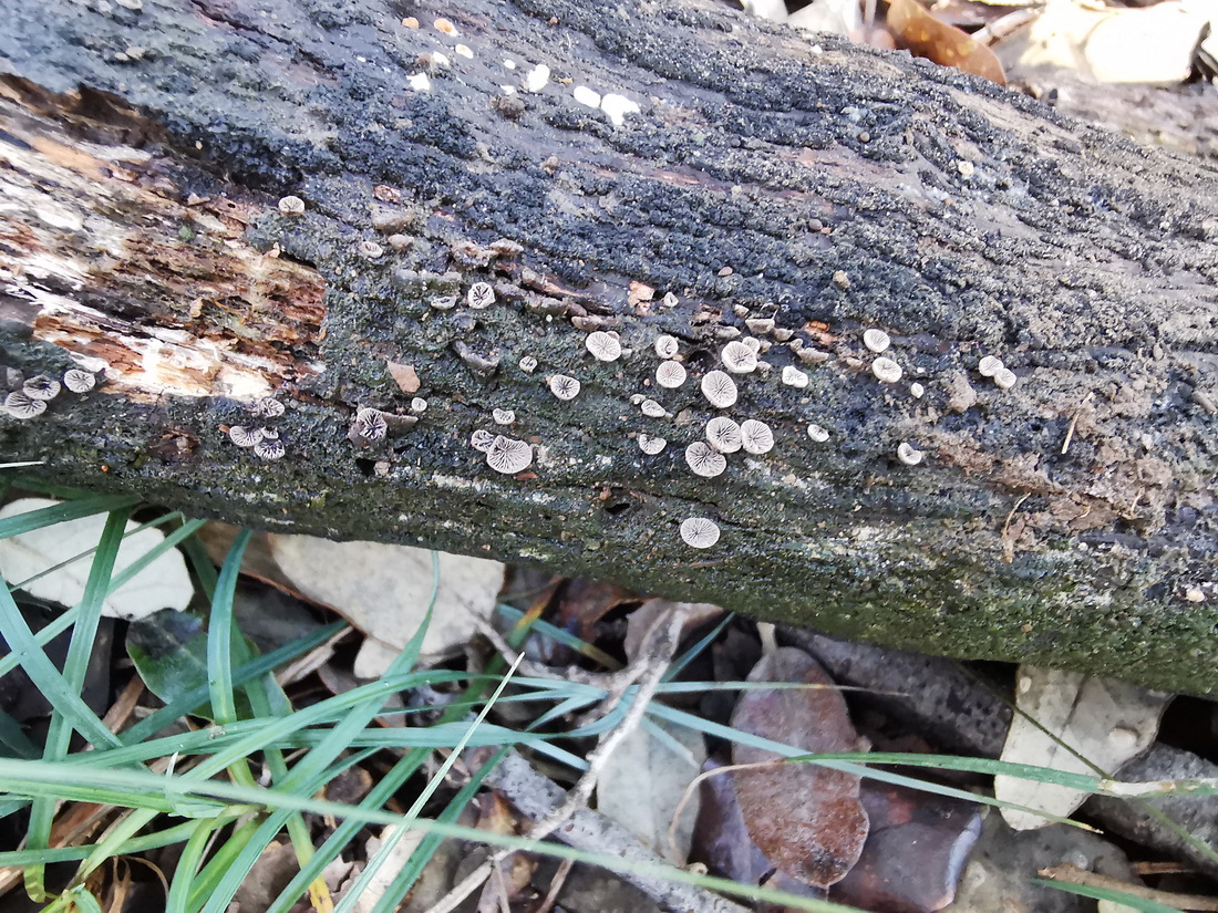 Resupinatus applicatus