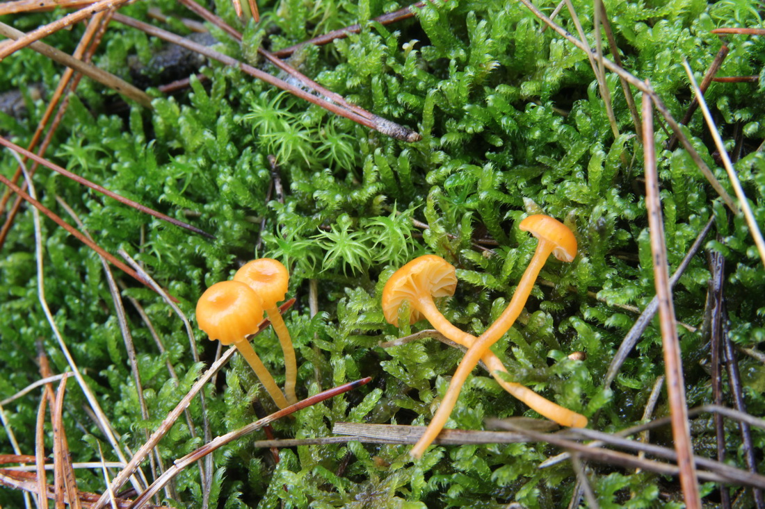 Rickenella fibula