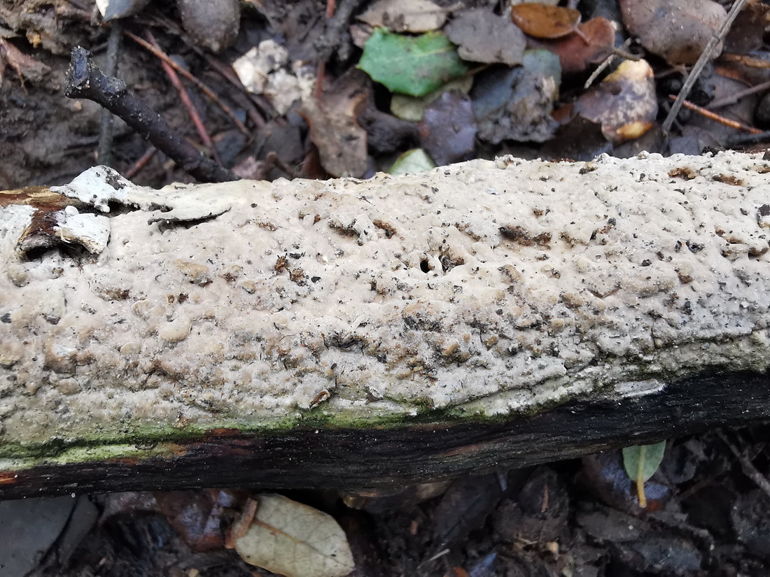 Gloeocystidiellum luridum