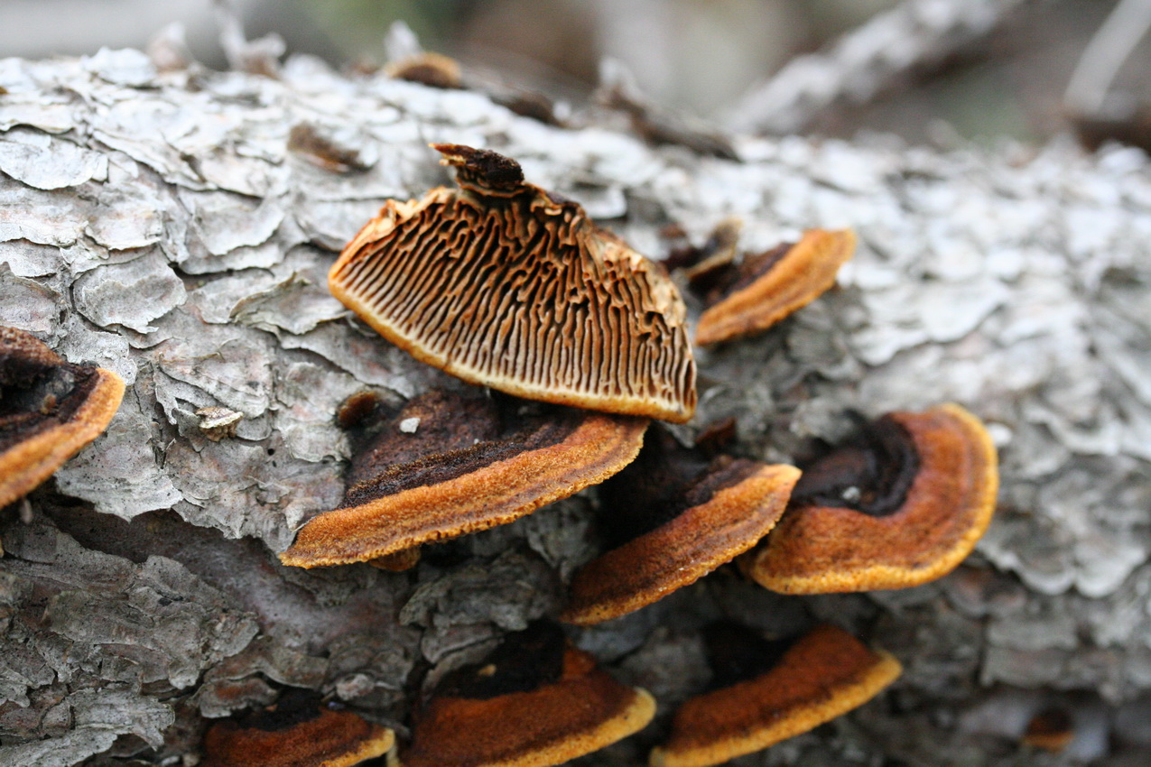 Gloeophyllum sepiarium