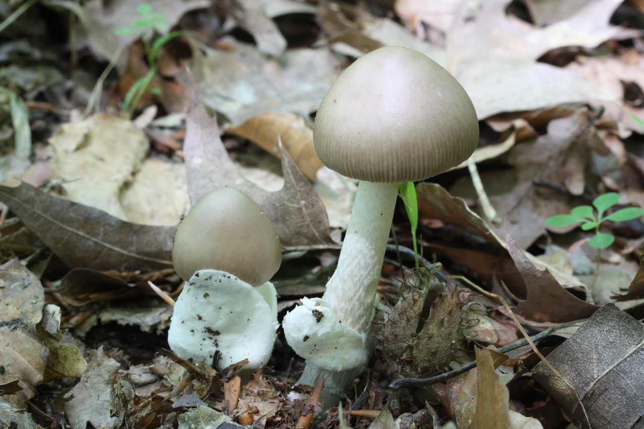 Amanita vaginata