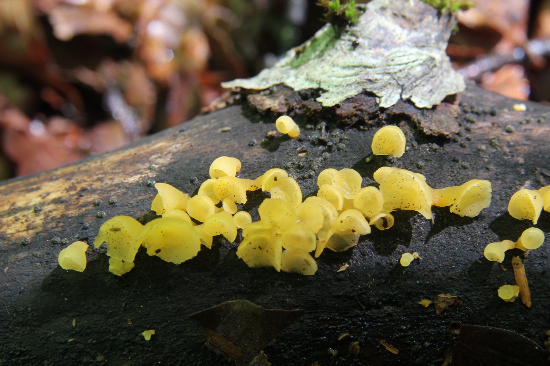 Guepiniopsis buccina