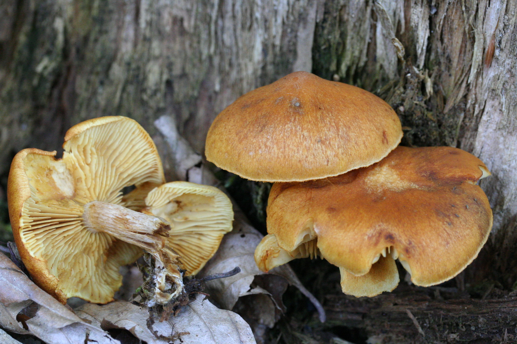 Gymnopilus penetrans