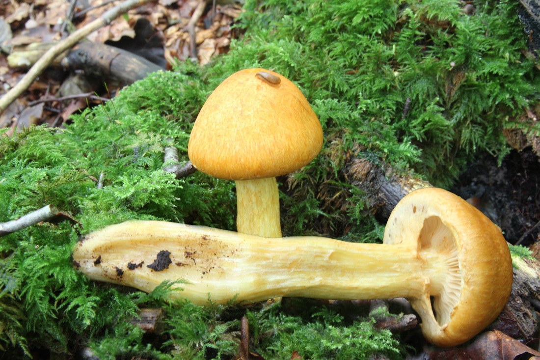 Gymnopilus junonius