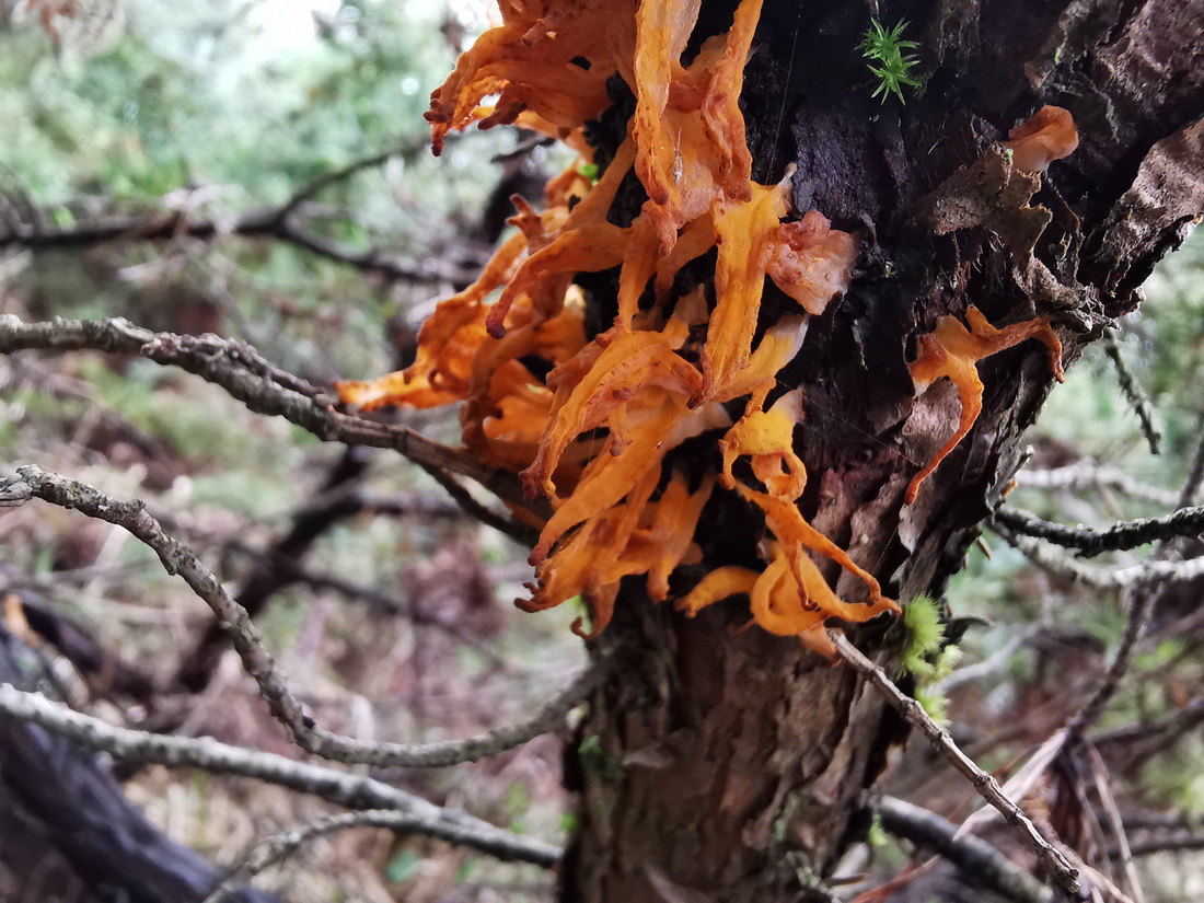 Gymnosporangium clavariiforme