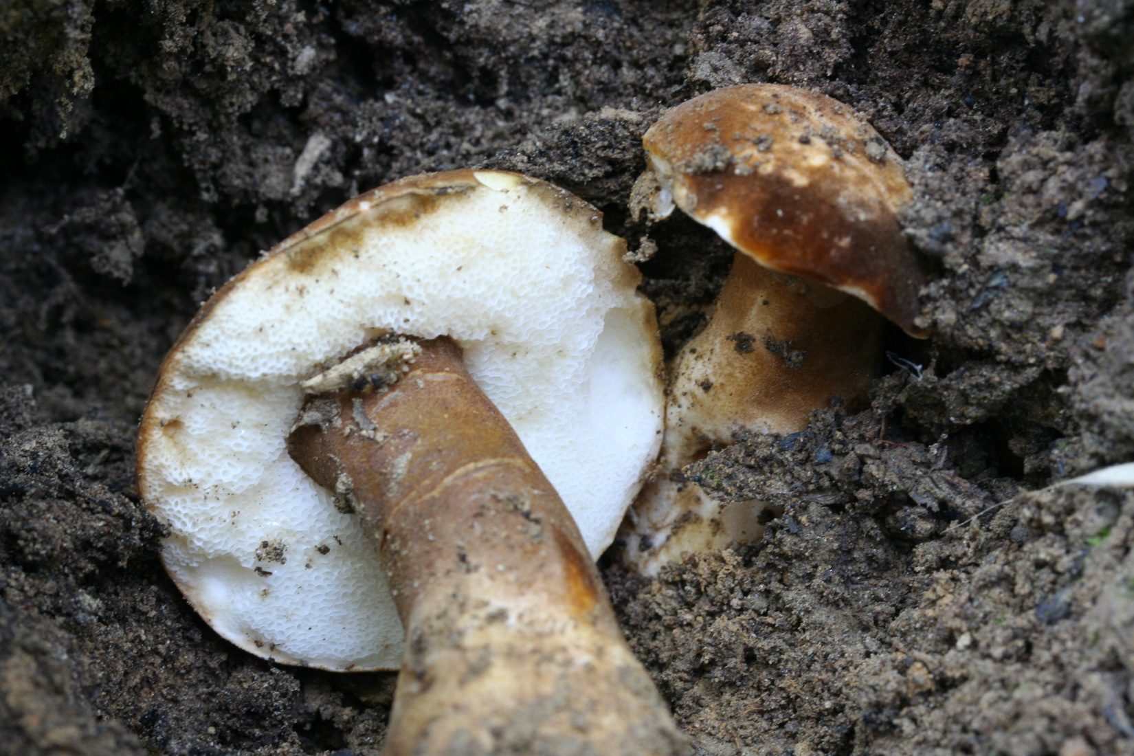 Gyroporus castaneus