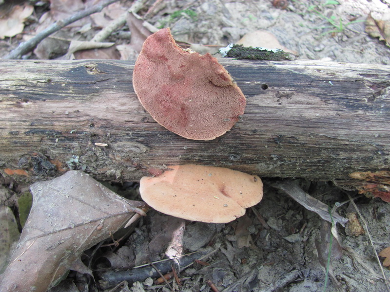 Hapalopilus nidulans