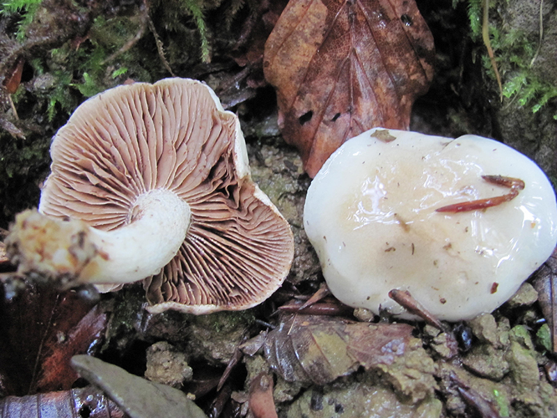 Hebeloma crustuliniforme