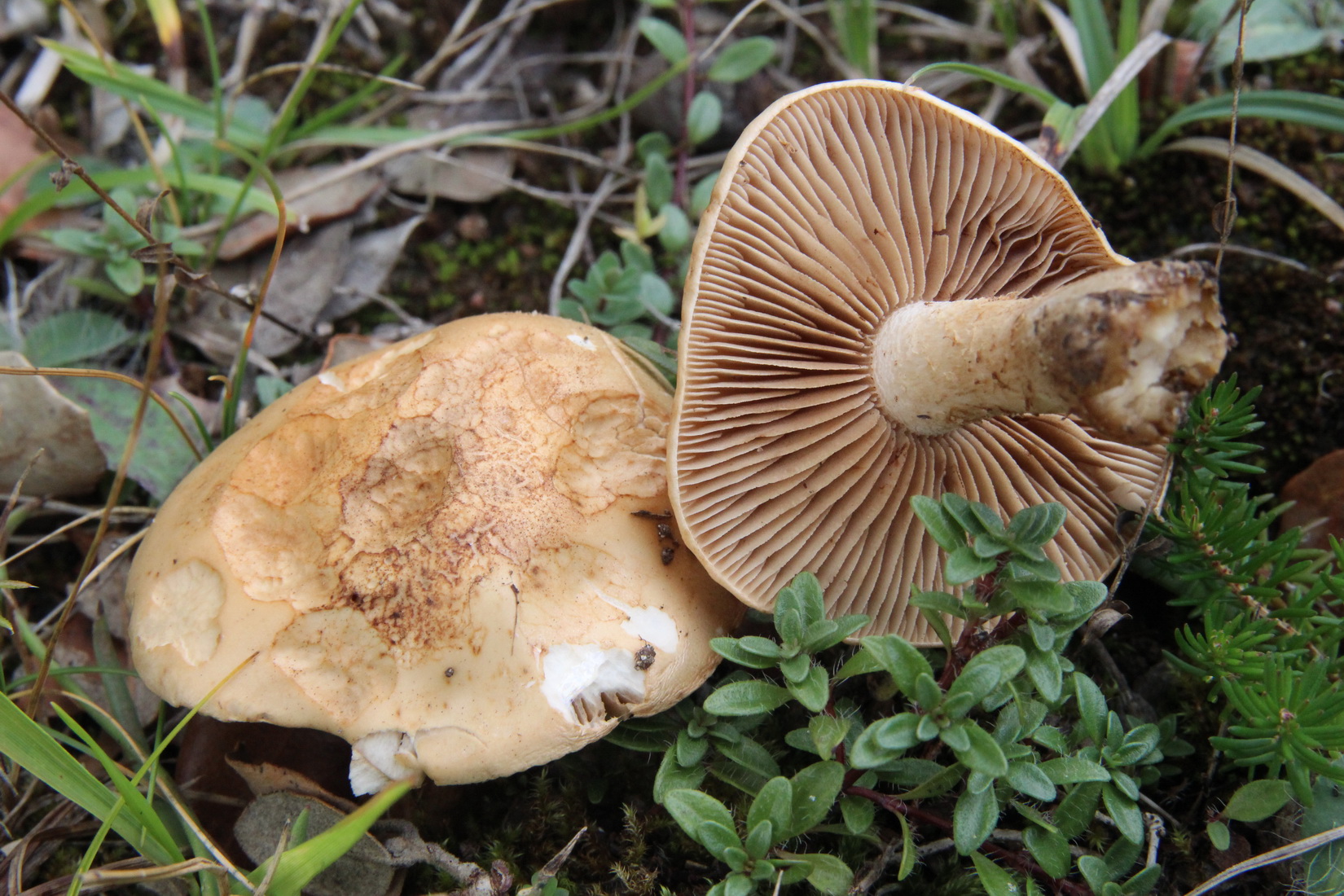 Hebeloma hiemale