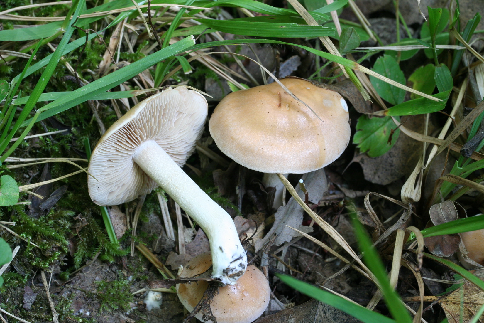 Hebeloma longicaudum
