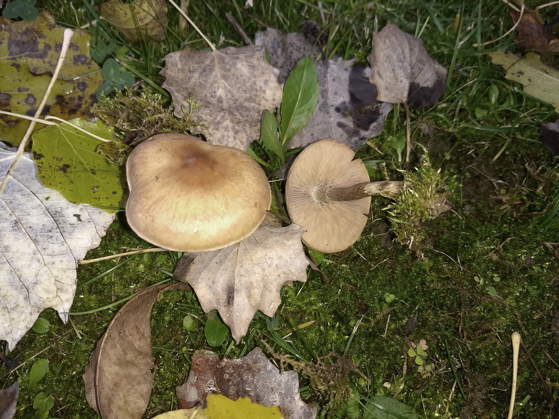Hebeloma mesophaeum