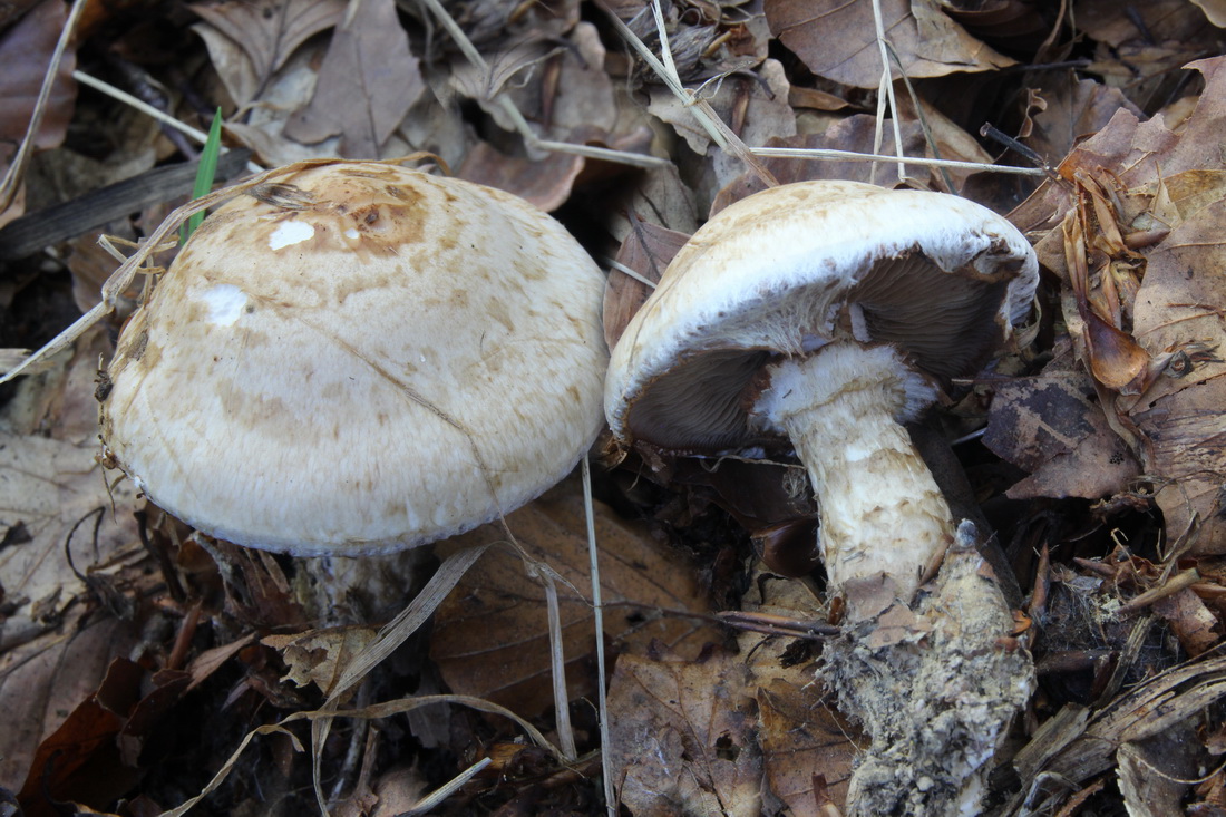 Hebeloma radicosum