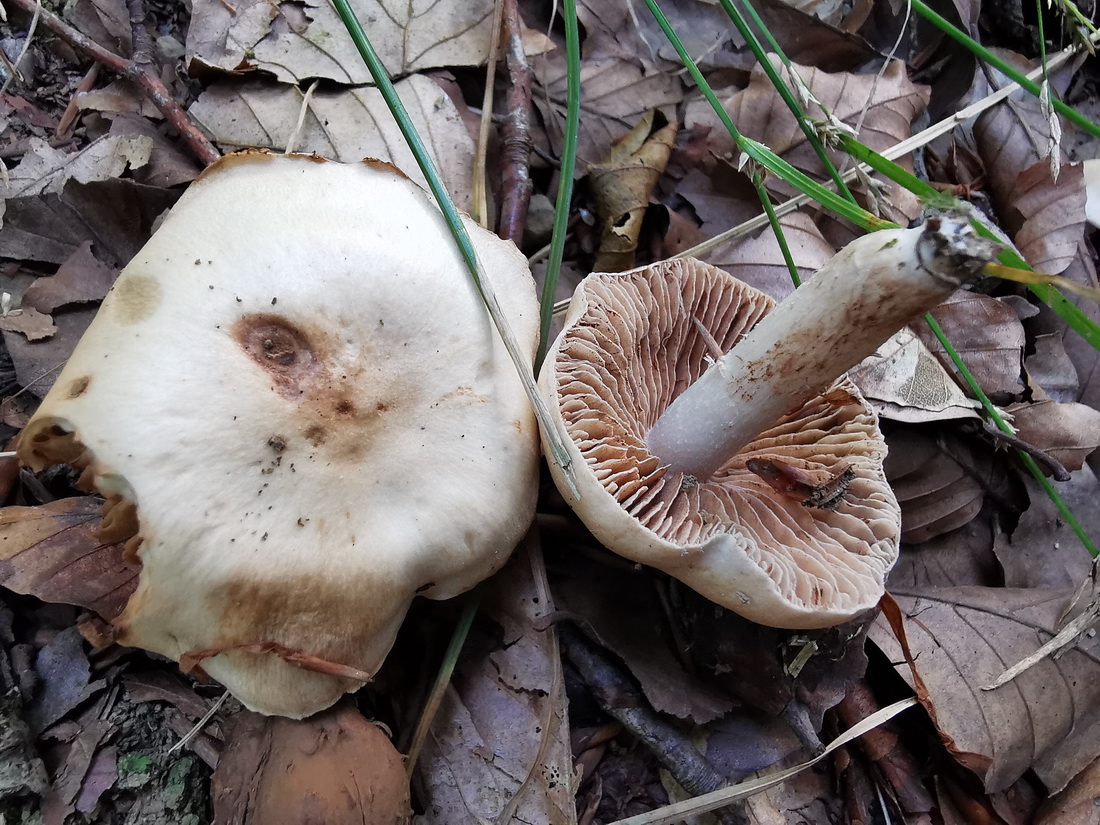 Hebeloma sacchariolens