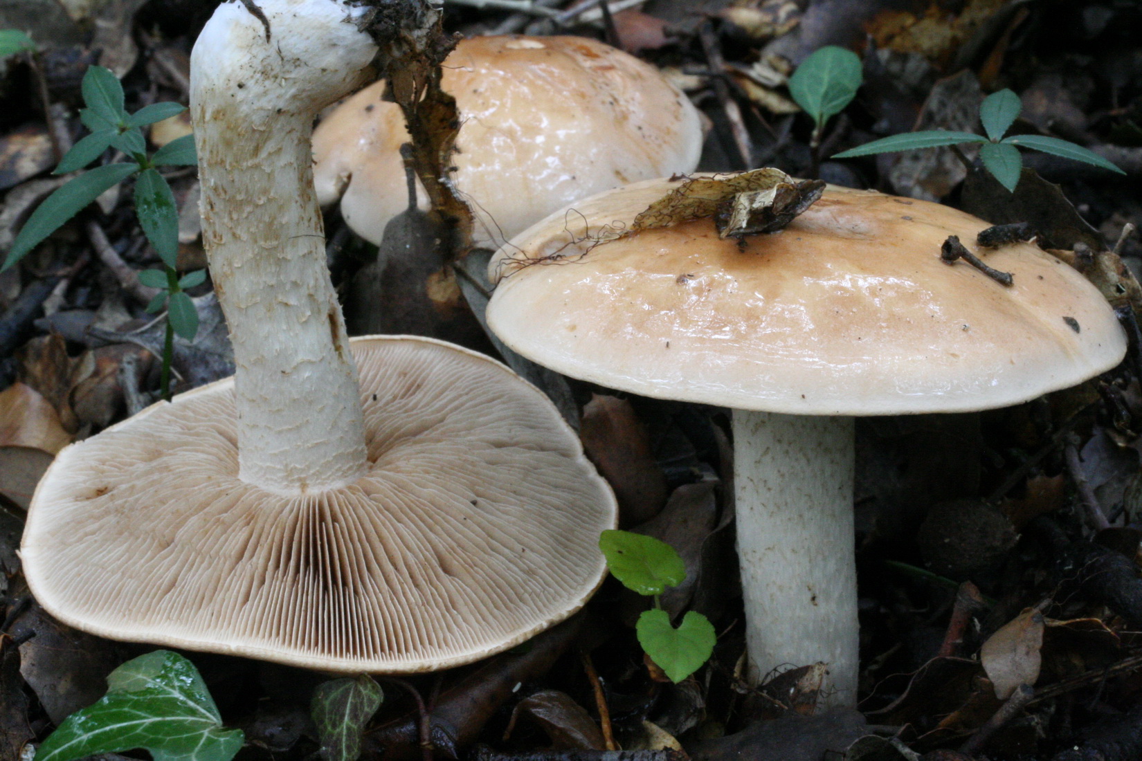 Hebeloma sinapizans