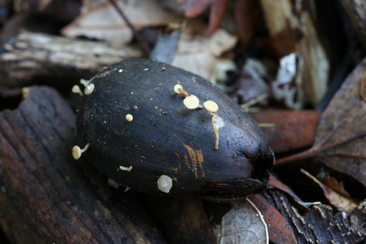 Hymenoscyphus fructigenus