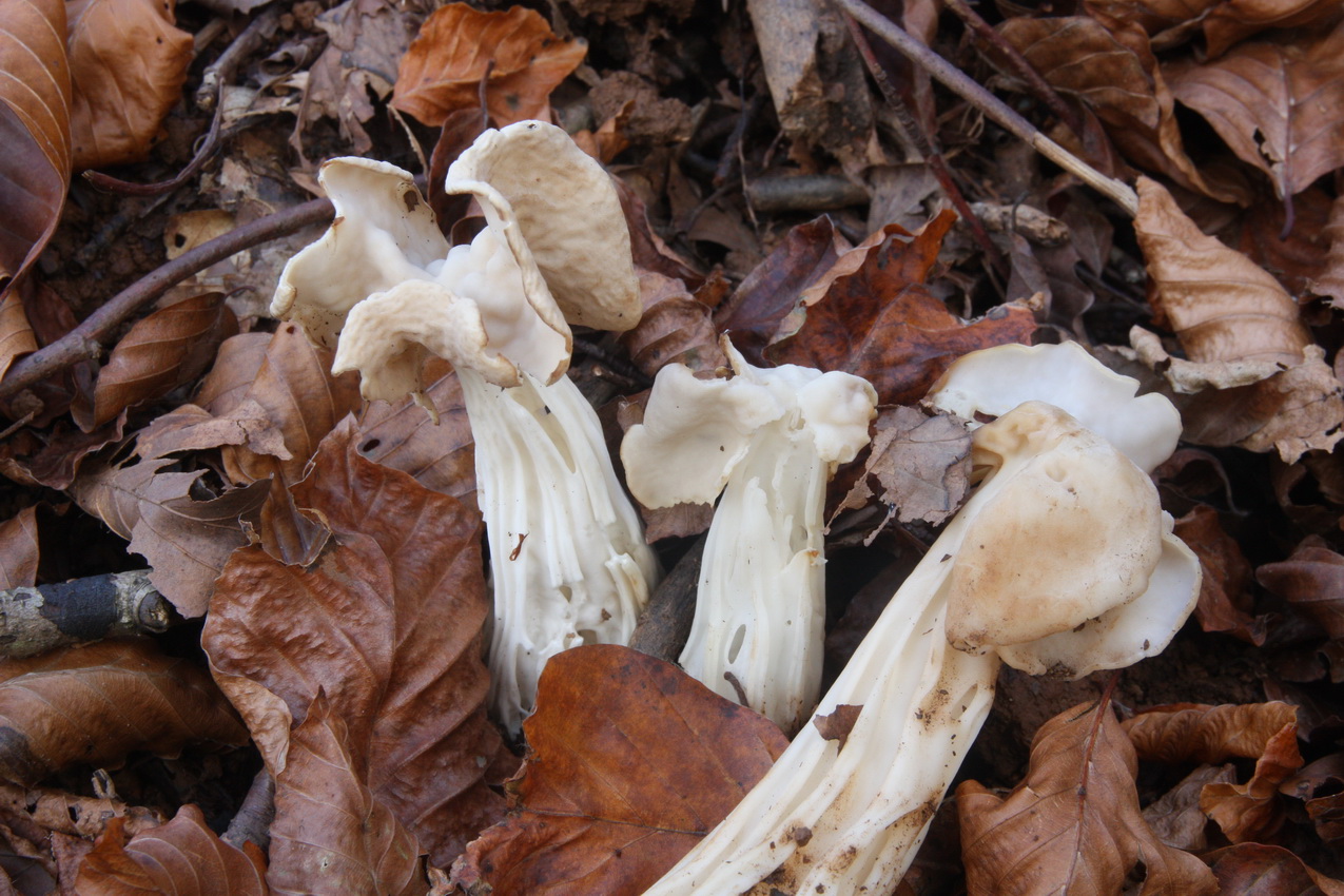 Helvella crispa