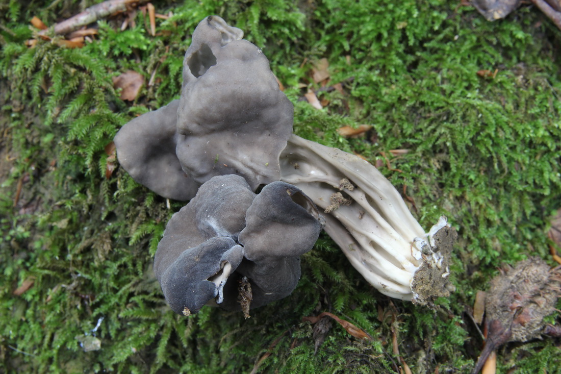 Helvella lacunosa