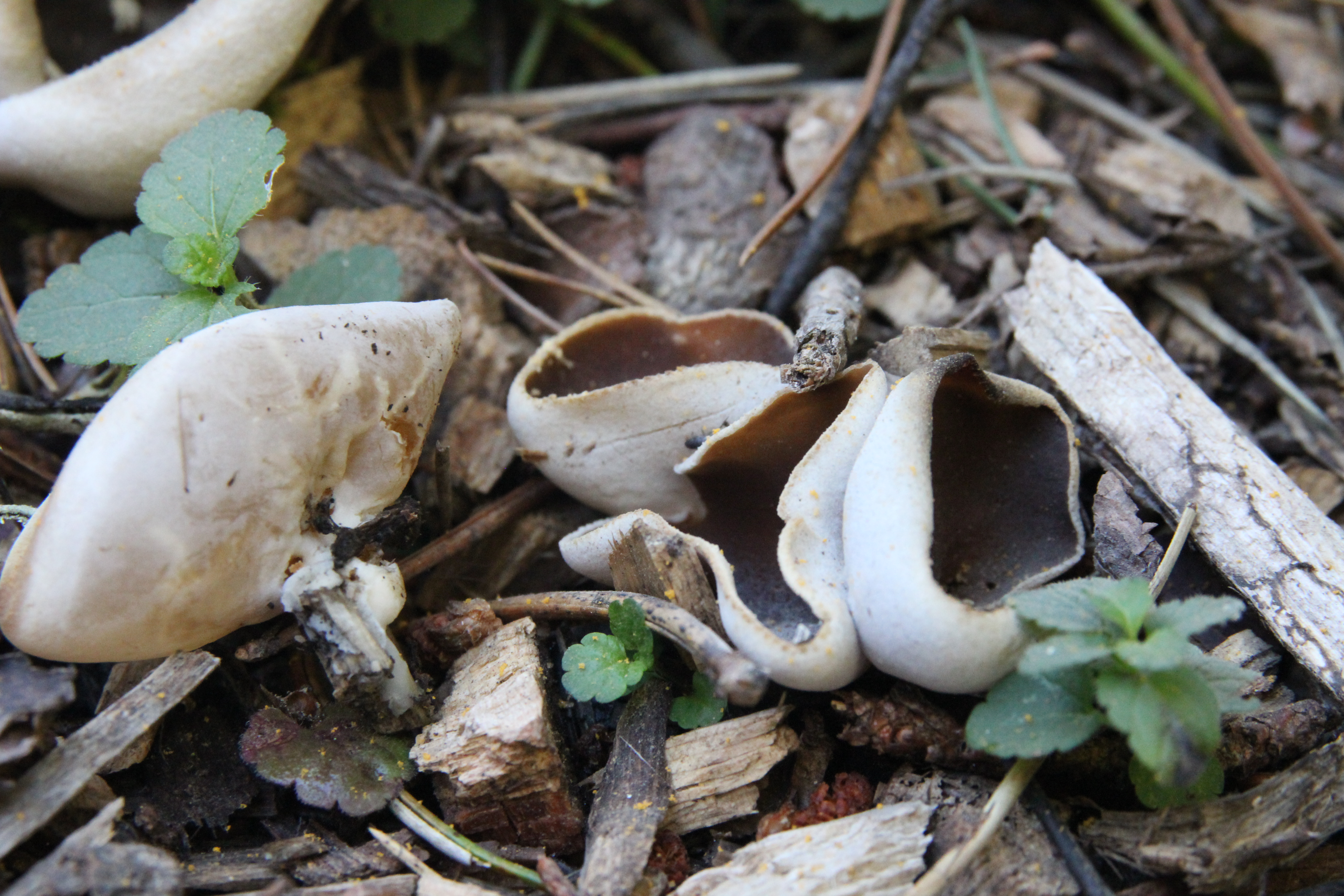 Paxina queletii