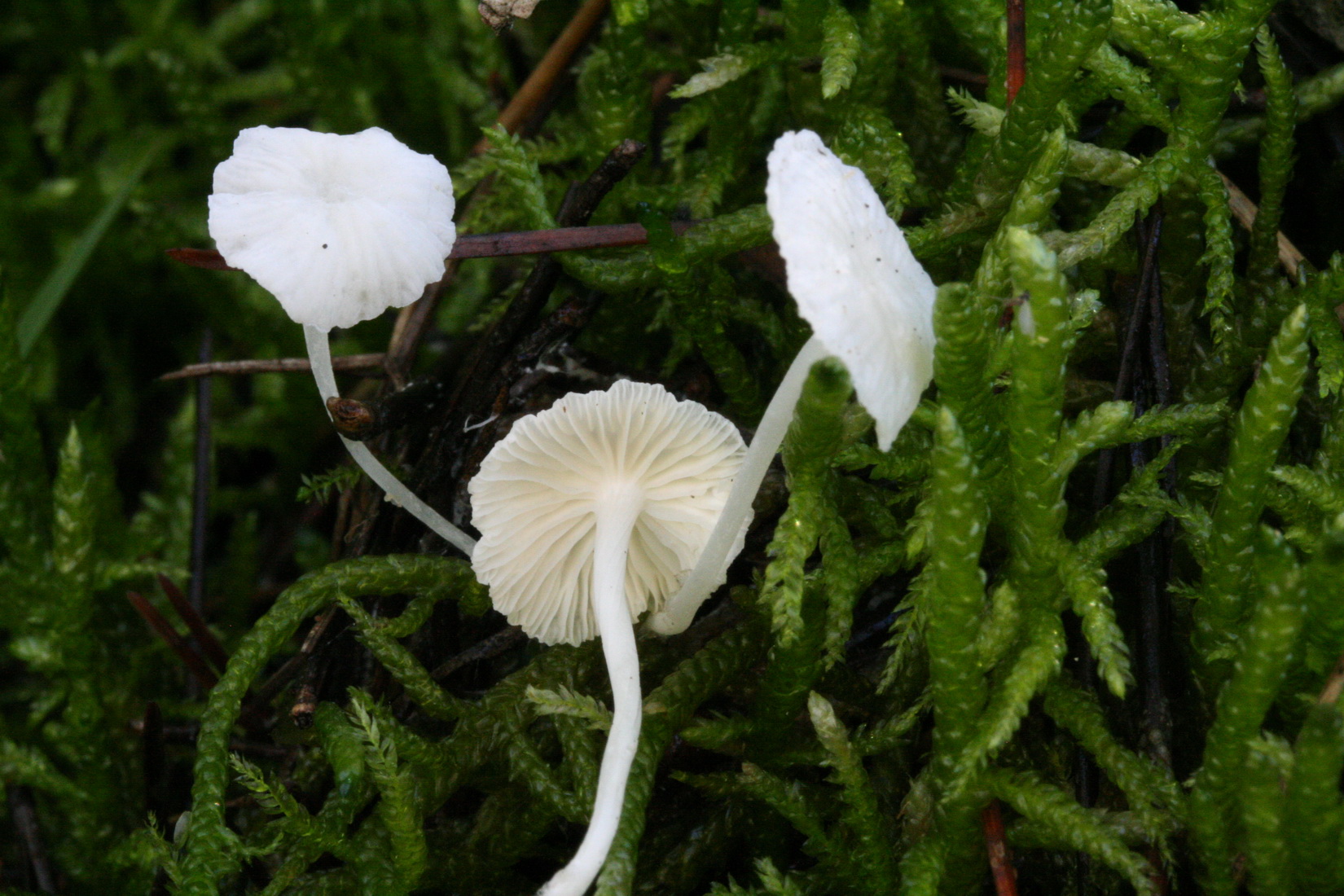 Hemimycena lactea