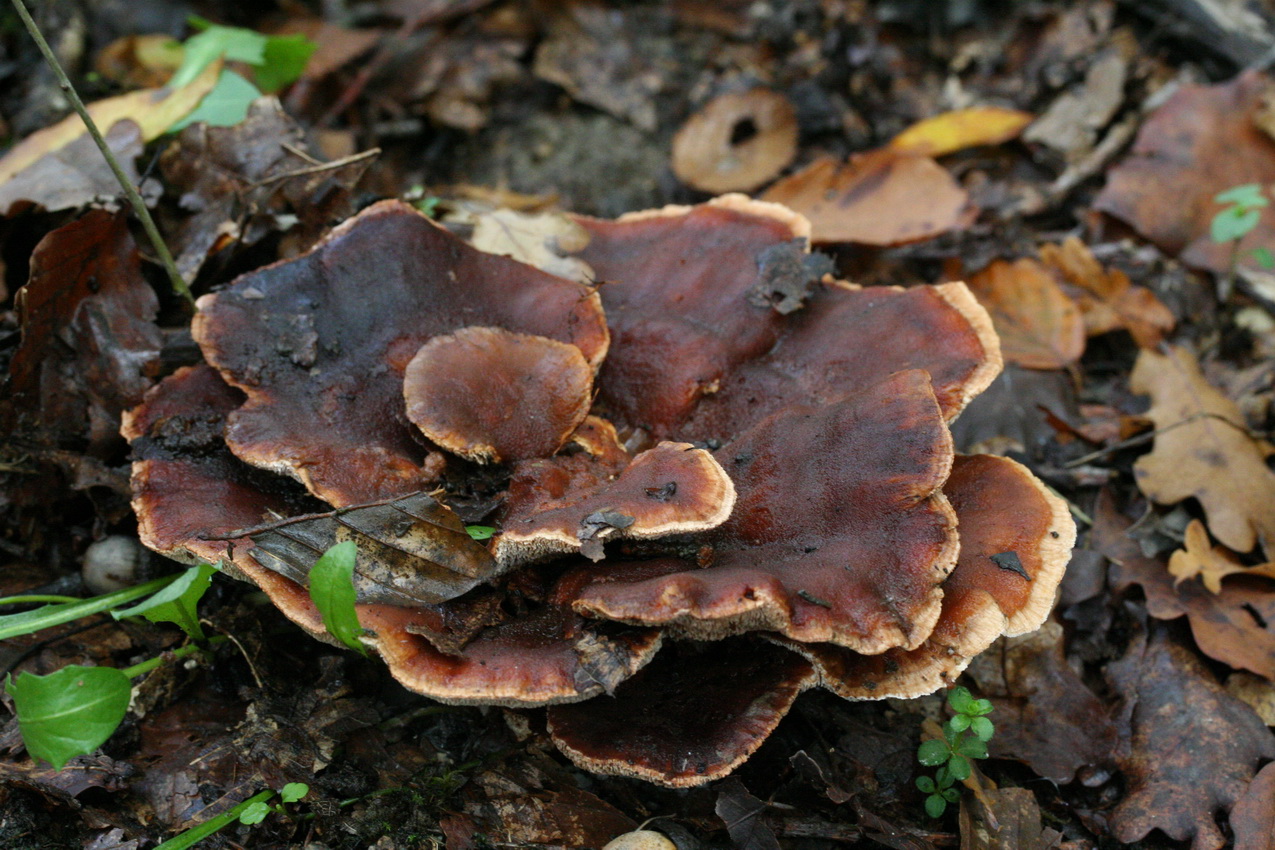 Abortiporus biennis