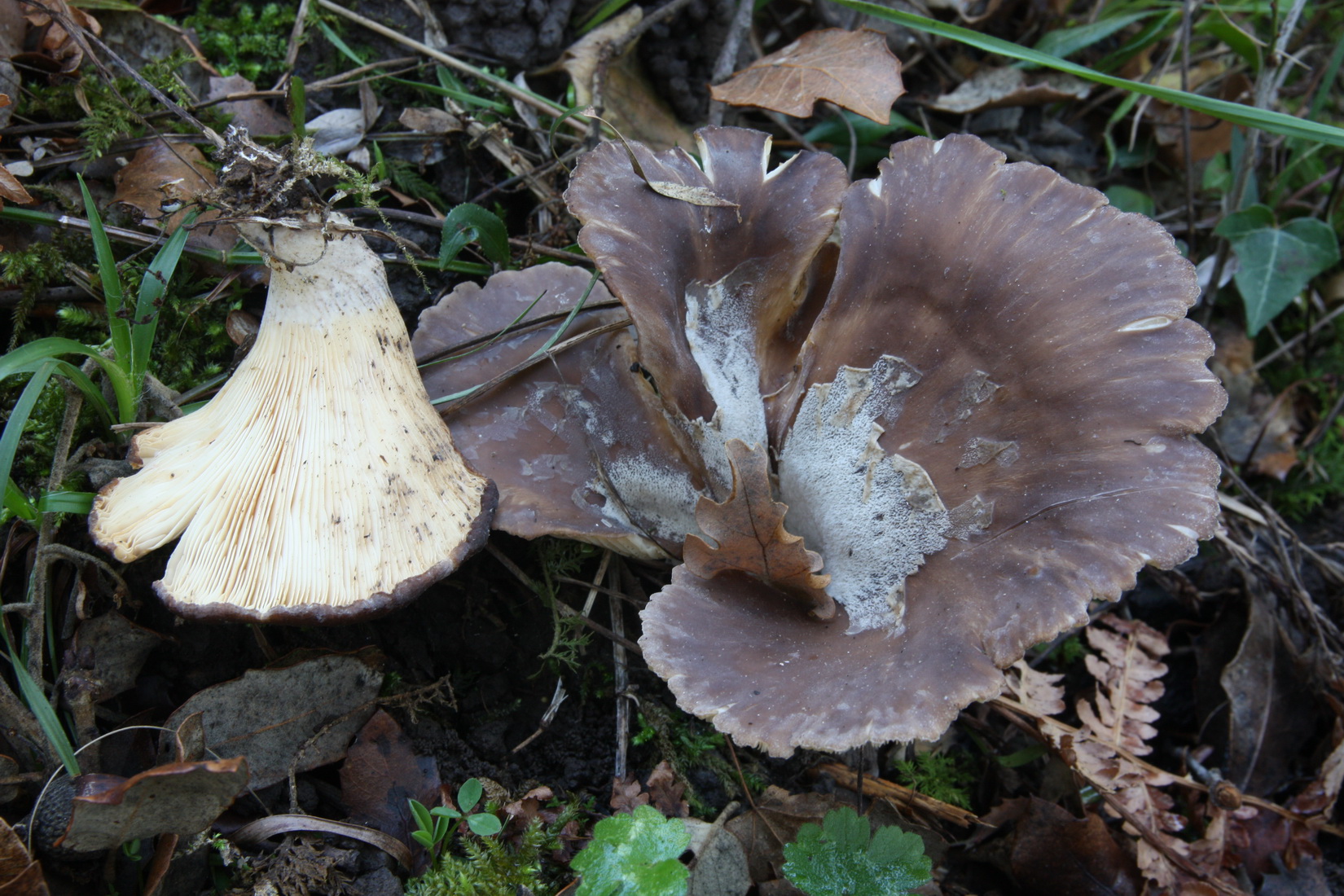 Hohenbuehelia petaloides