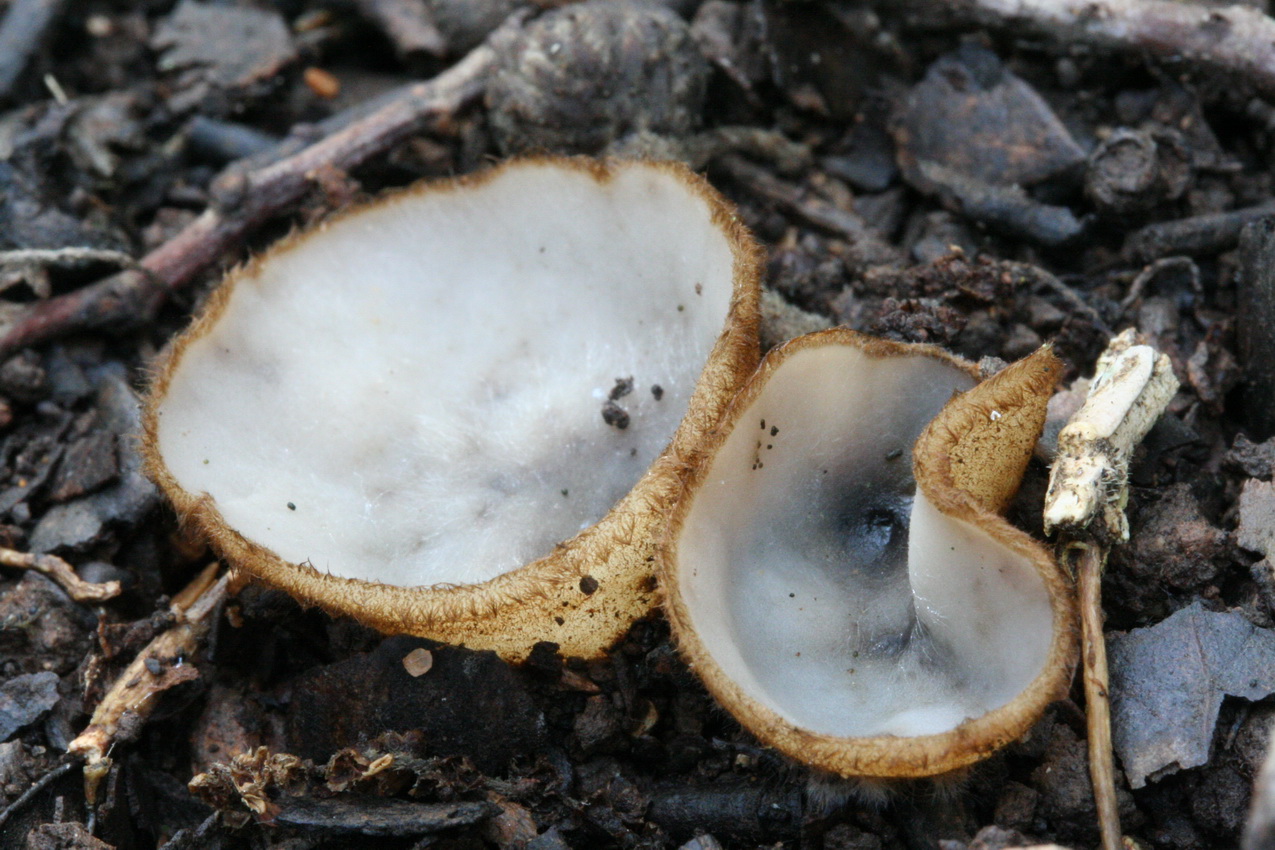 Humaria hemisphaerica