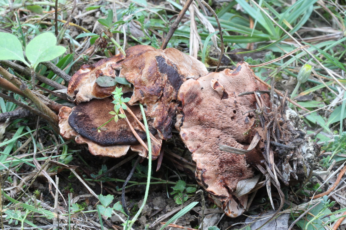 Hydnellum ferrugineum