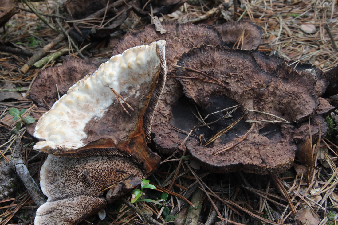Hydnellum concrescens