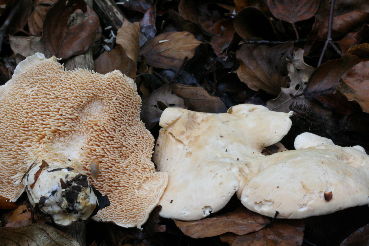 Hydnum repandum