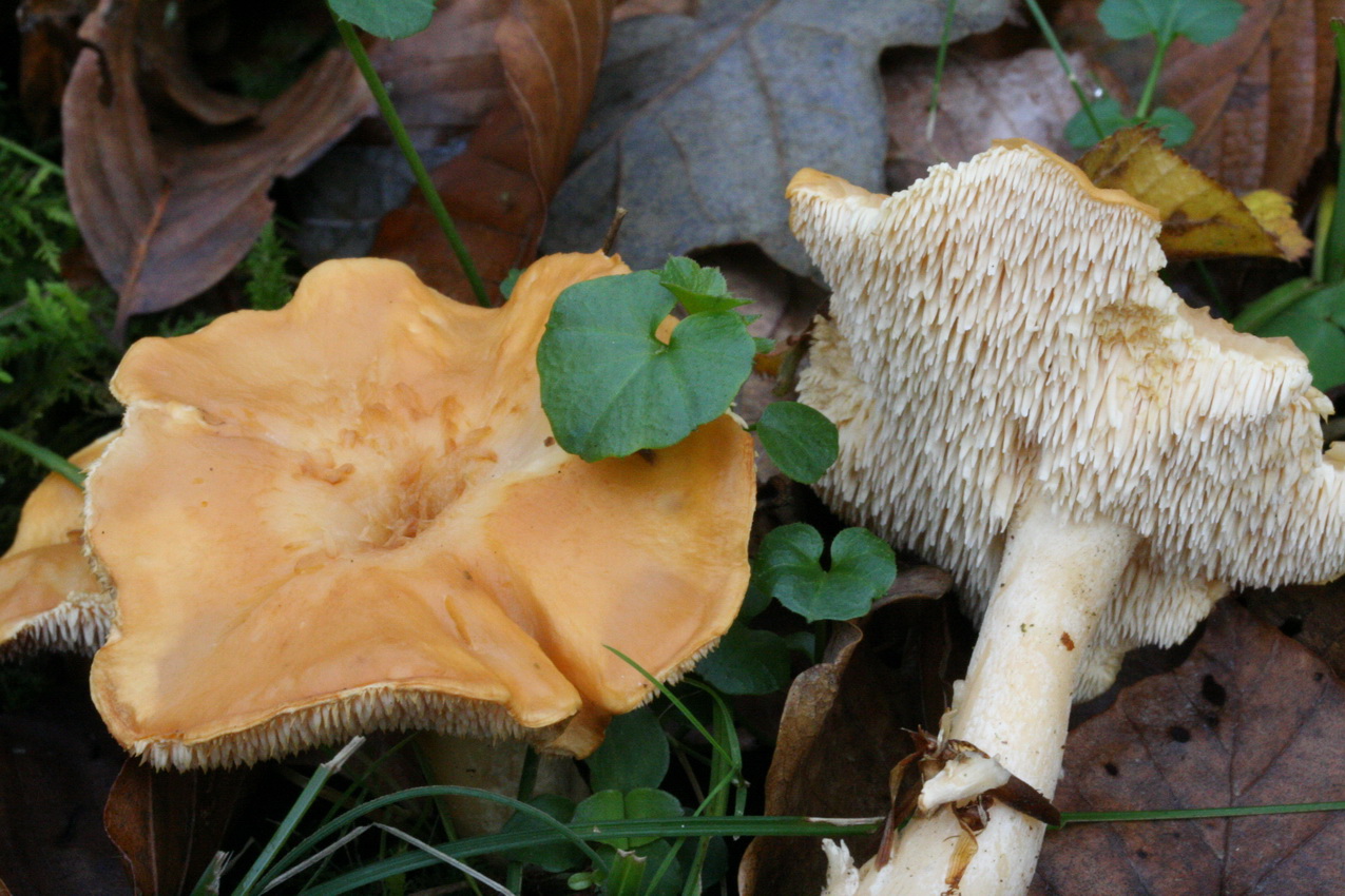 Hydnum rufescens