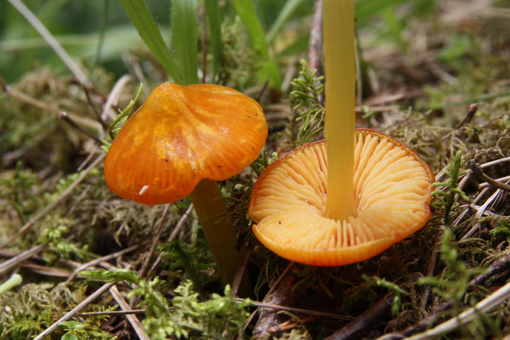 Hygrocybe acutoconica
