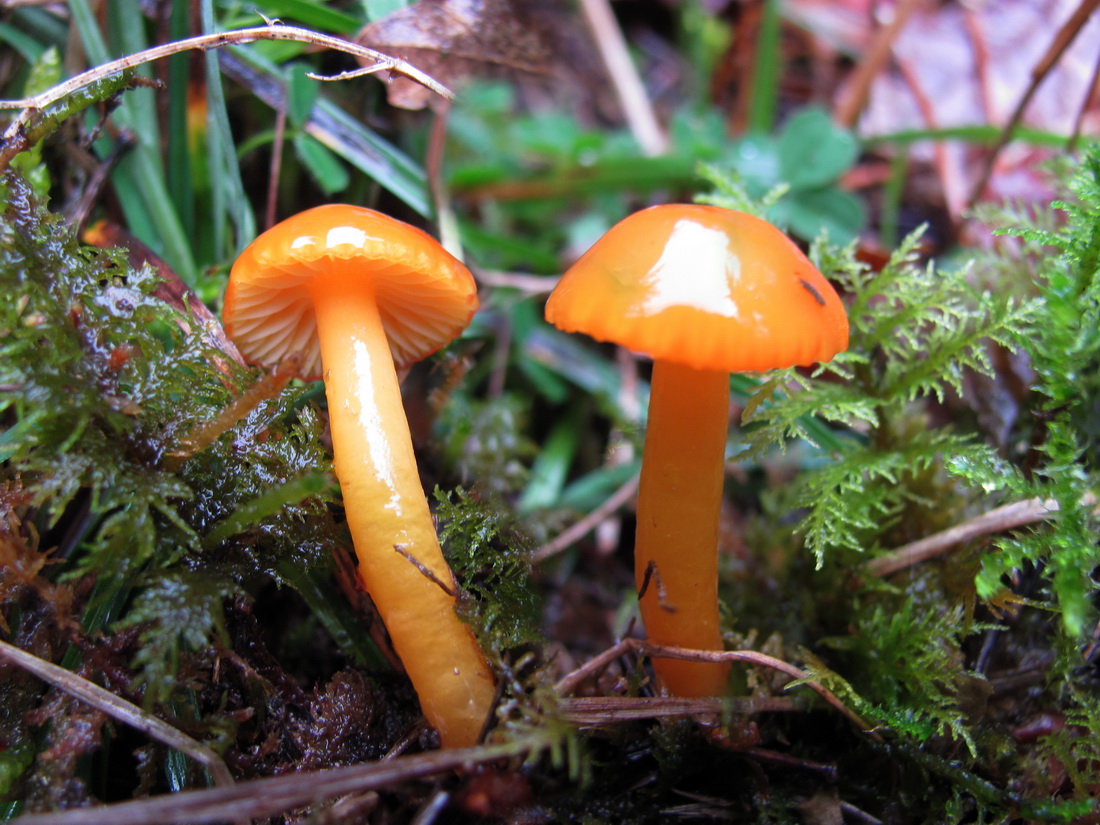 Hygrocybe mucronella