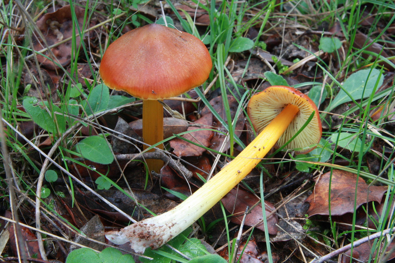 Hygrocybe conica
